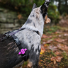 Jiby Charm para Personalizar Arnés Collar o Correa Diseño Murciélago, 1 Pieza Jiby Charm para Personalizar Arnés Collar o Correa Diseño Murciélago, 1 Pieza