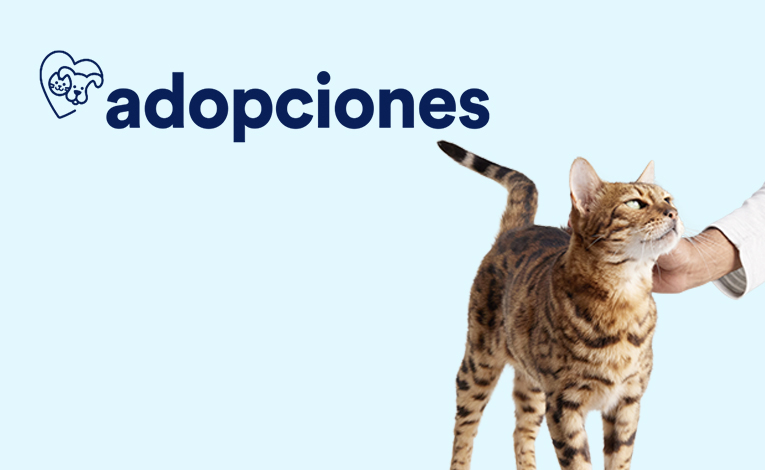 Jaula trampa gato Mascotas en adopción y accesorios de mascota de
